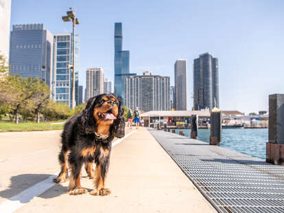 are dogs allowed on chicago beaches