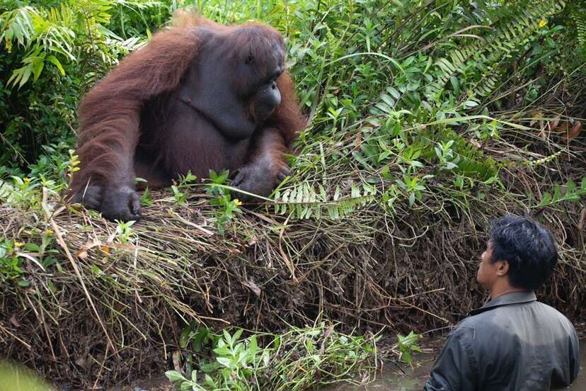 Orangutan helps man stuck in mud