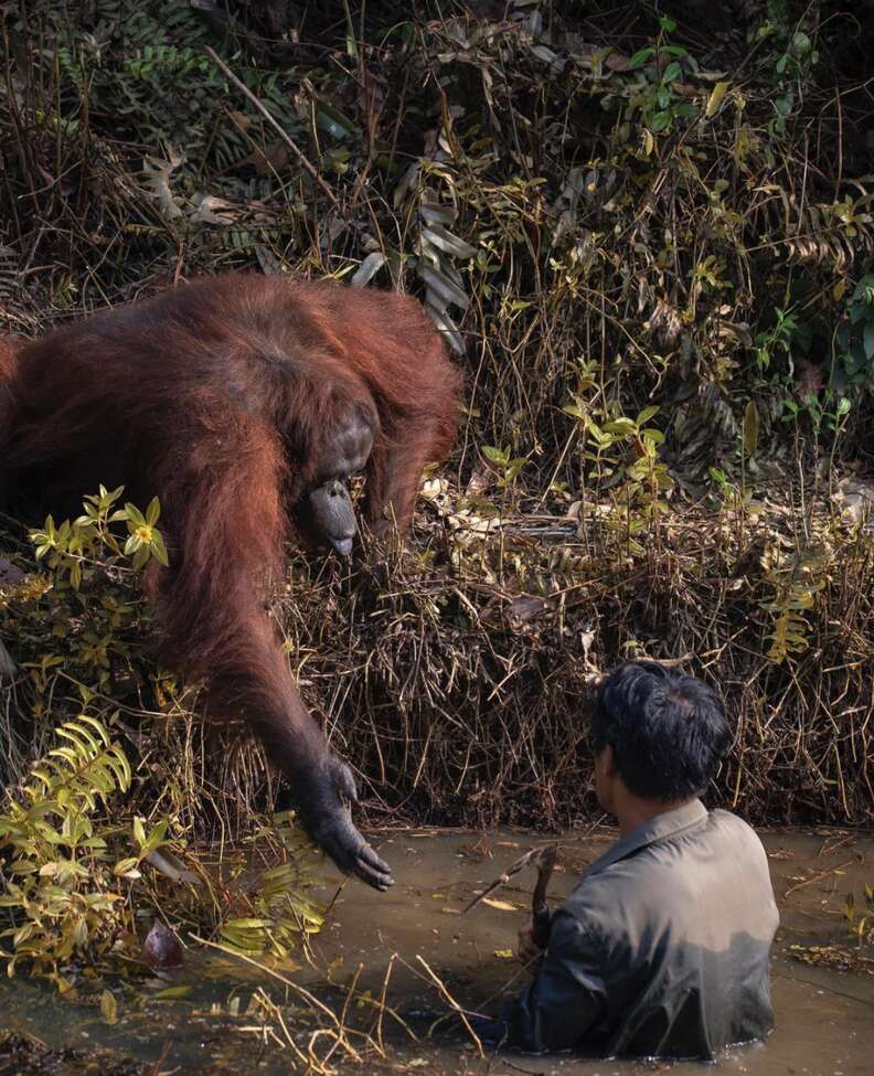 Orangutan reaches out a helping hand to man stuck in mud