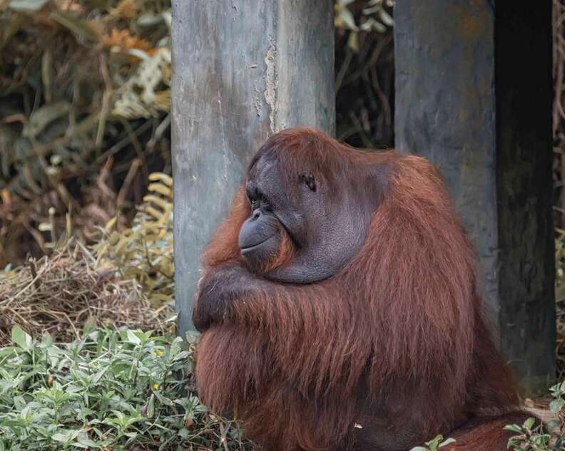 Endangered orangutan in Borneo forest