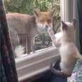 Wild Fox Befriends Little Kitten Through Window