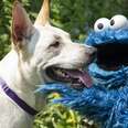 Cookie Monster Helps A Lonely Shelter Dog Find A Girl Who Loves Him! 