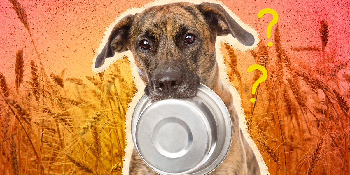 Is Grain Free Dog Food Bad Here s What A Vet Says DodoWell