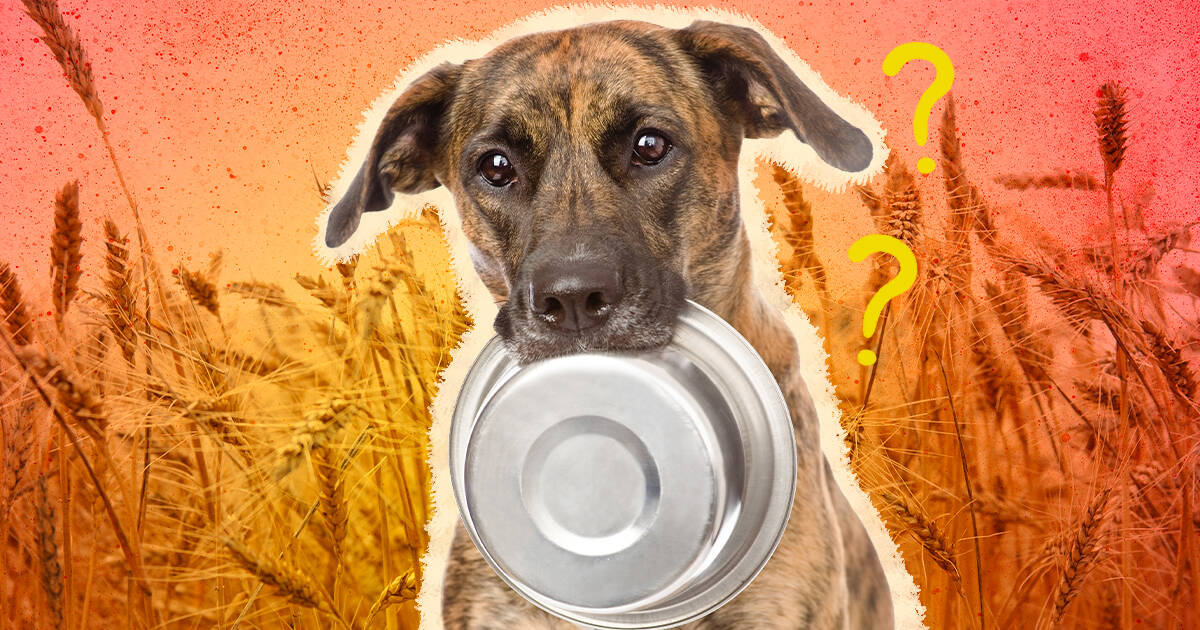 Is grain free on sale dog food really bad