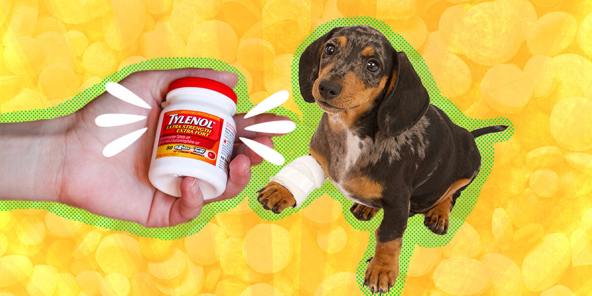 is tylenol safe for dogs