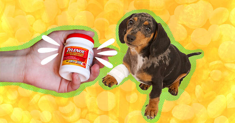 Can dogs take tylenol hot sale 3