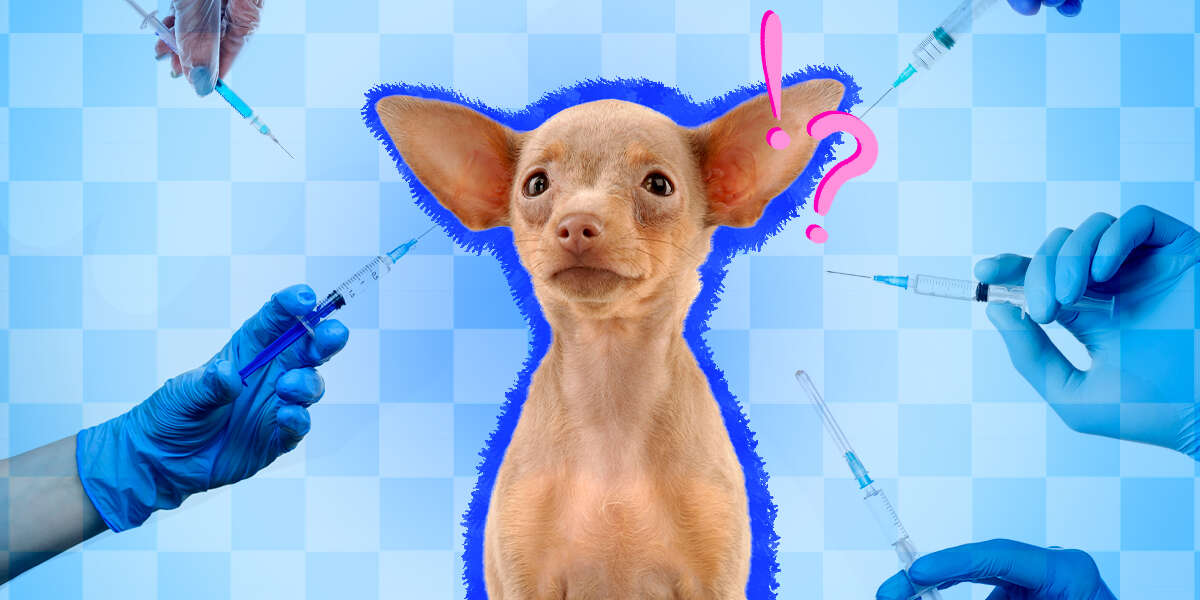 What Vaccines Do All Dogs Need? DodoWell The Dodo