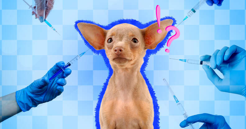 why dogs need vaccinations