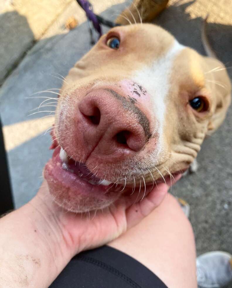 dog chained and abandoned