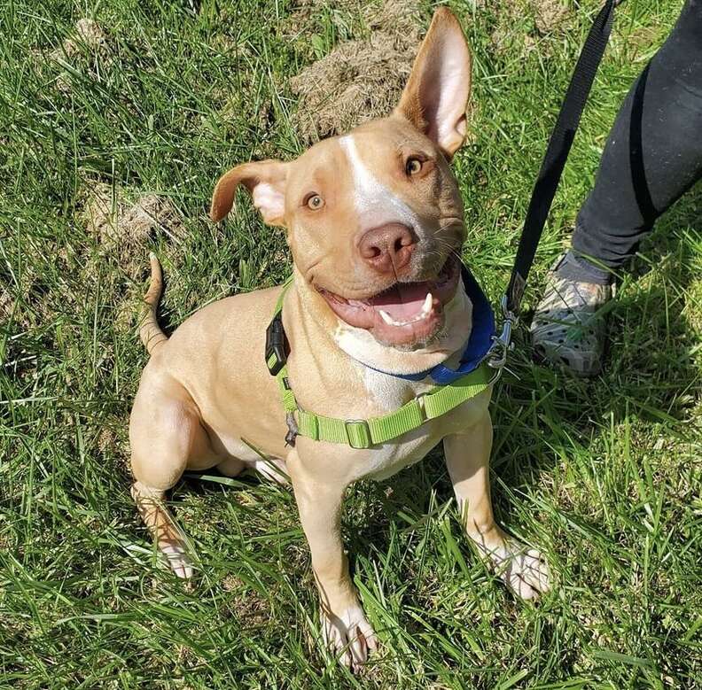 dog chained and abandoned