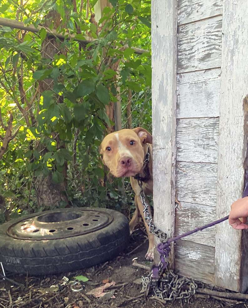 dog chained and abandoned