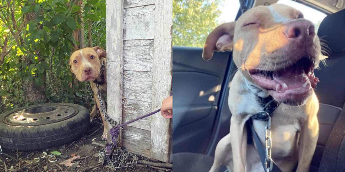 Dog Chained In Abandoned Backyard Can't Believe He's Finally Being Rescued
