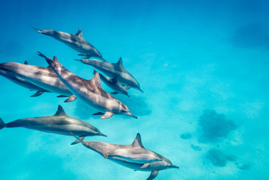 Hawaii Bans Swimming With Spinner Dolphins Effective October 28 2021