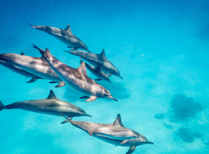 Baby Spinner Dolphin Nursing in Hawaii