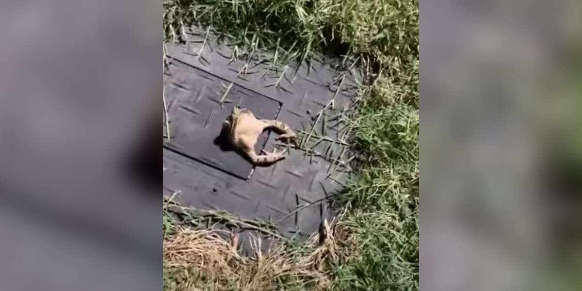 Woman Finds Trapped Frog And Realizes He's More Stuck Than He Seems ...