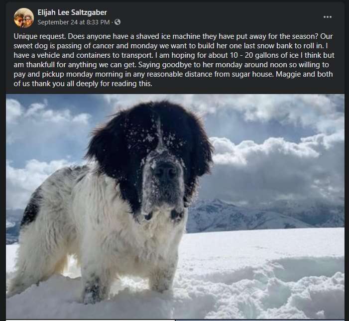 Man finds snow for dog's final day