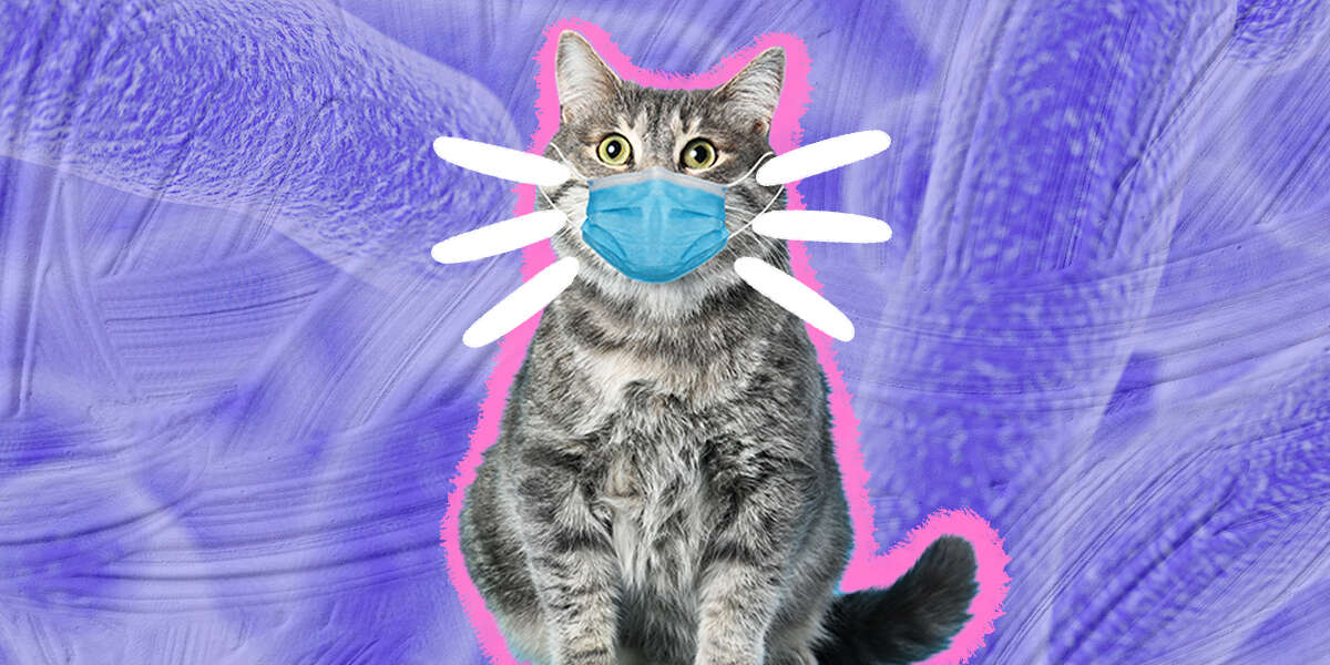 Can You Get Sick From Your Cat? DodoWell The Dodo