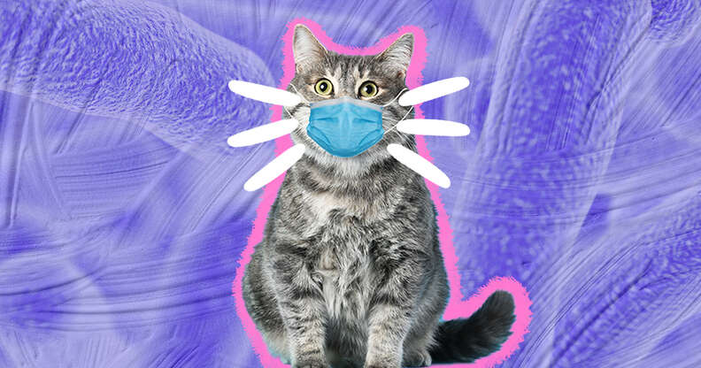 cat with face mask