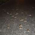Woman Spots A Group Of 60 Snails All Crossing The Road Together