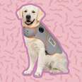 thundershirt for dogs