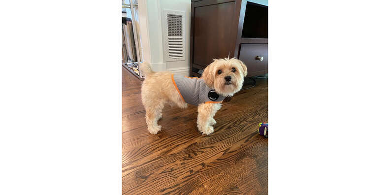 Thundershirt sport 2025 for dogs