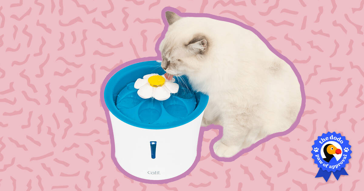 Catit water fountain review: A must-buy for cat owners - Reviewed