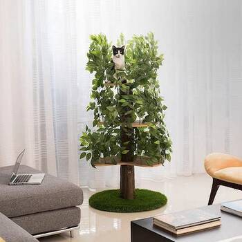Indoor cat deals tree with leaves