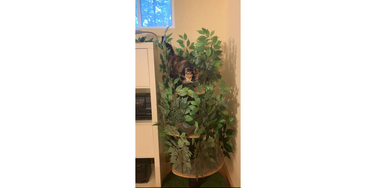 cat tree with leaves