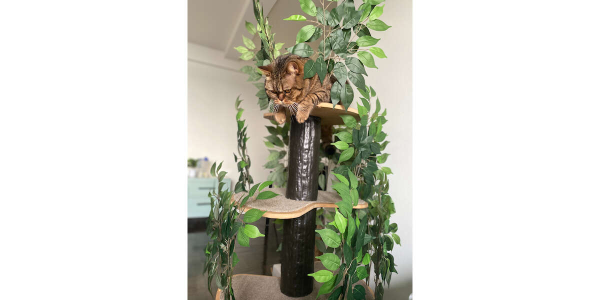cat tree with leaves