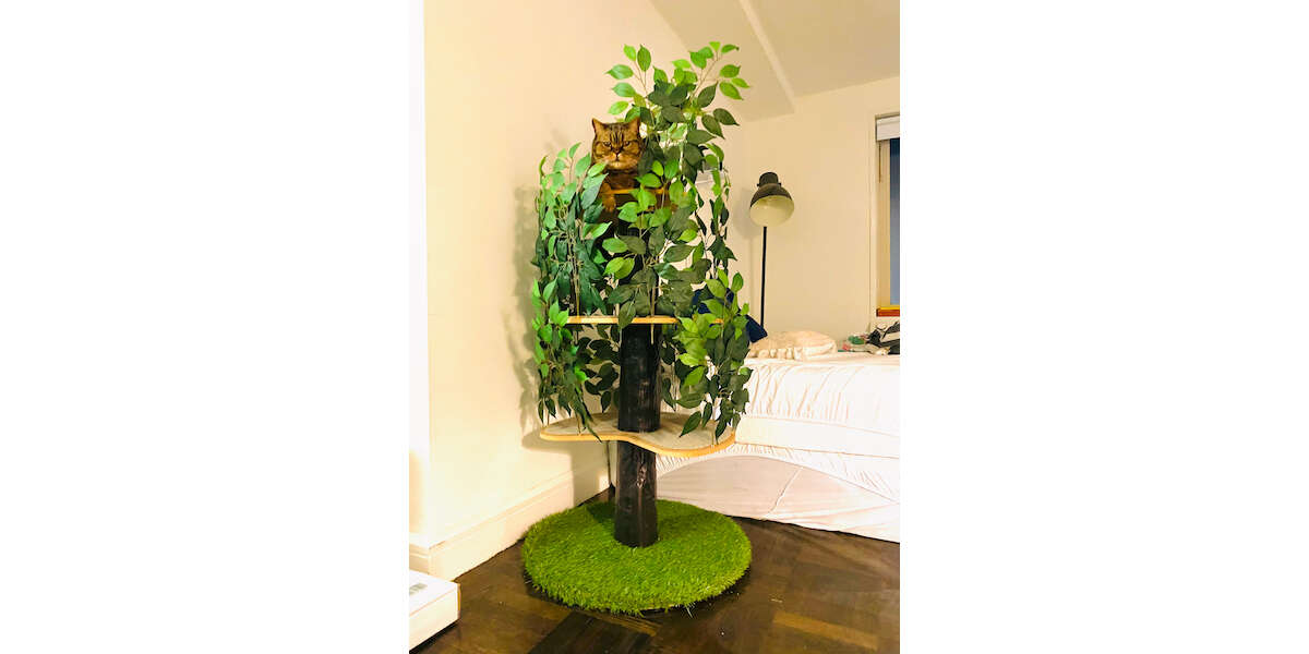 cat tree with leaves