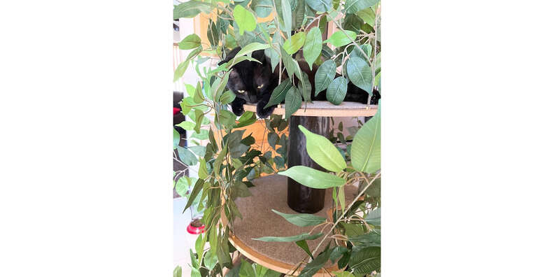cat tree with leaves