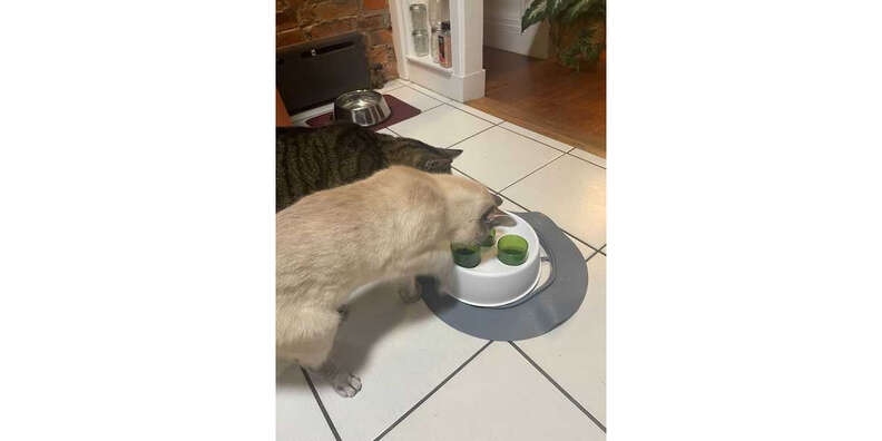 Catit Senses 2.0 Digger Interactive Slow Feeder - Turn Mealtime Into Play Time