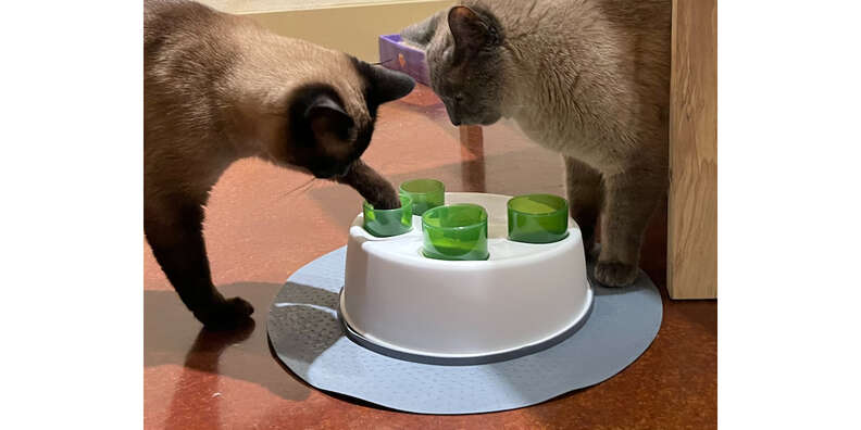 Interactive Cat Feeder Toys Keeps Your Cat Stimulated - DodoWell - The Dodo