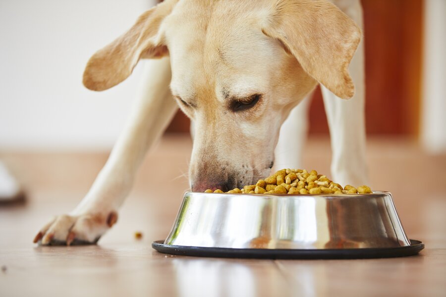 Dog Food Recall 2021 Fromm Family Foods Issues Recall Over Elevated Vitamin D Thrillist