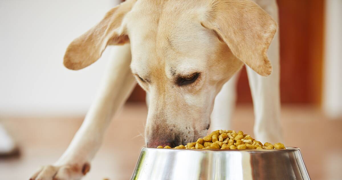 Dog Food Recall 2021 Fromm Family Foods Issues Recall Over