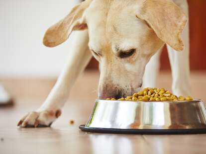 Vitamin d dog food cheap recall