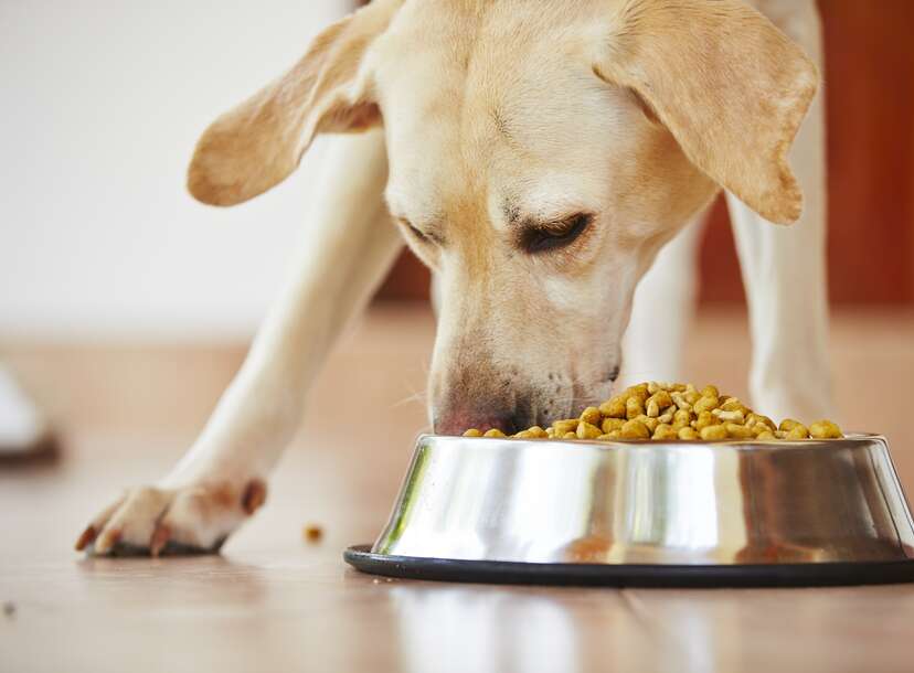 dog food recall 2021