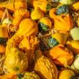 gourds