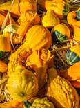 gourds