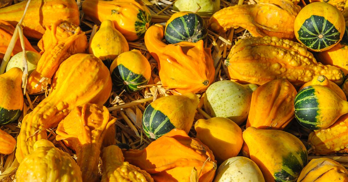 Can You Eat Gourds? The Difference Between Gourds vs Squash