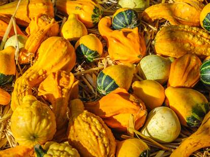 Can You Eat Gourds? The Difference Between Gourds Vs Squash, Explained -  Thrillist