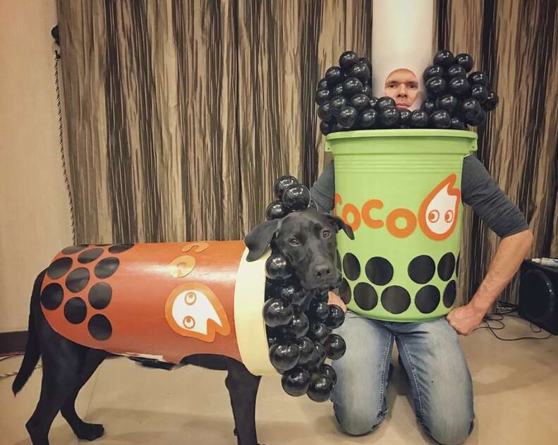 Boba halloween dog costume