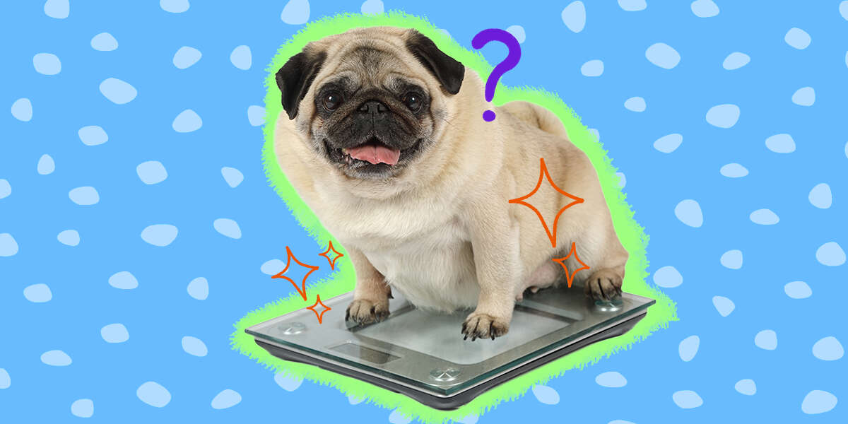 Is My Dog Overweight Here Are Signs And How To Help DodoWell The Dodo