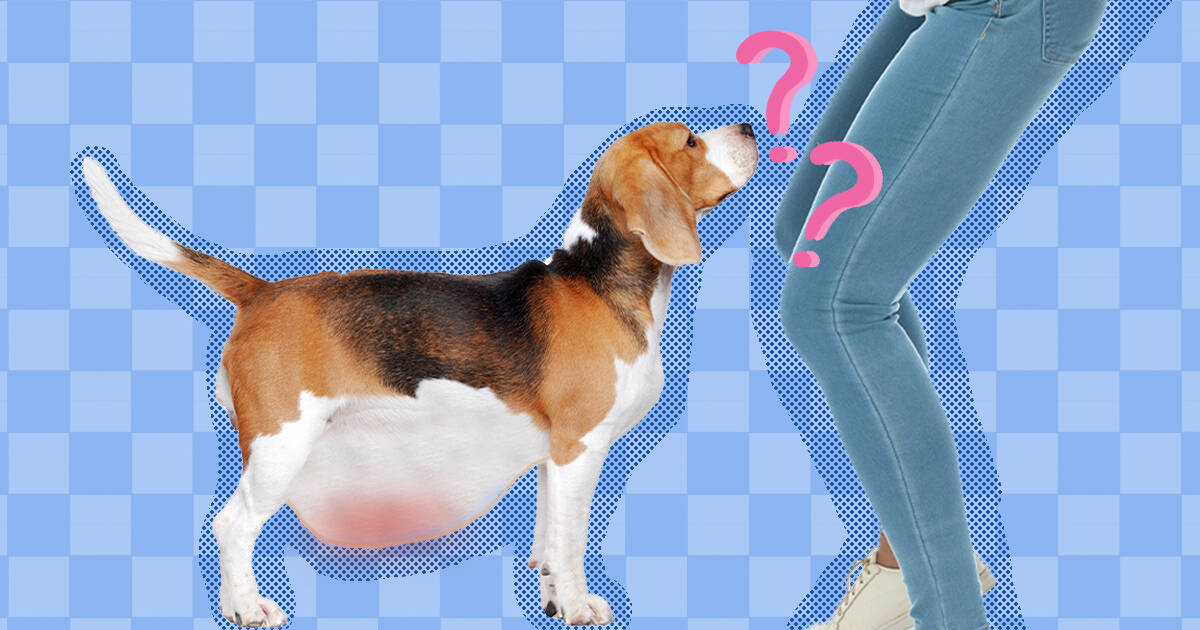 what causes gas in a dogs stomach