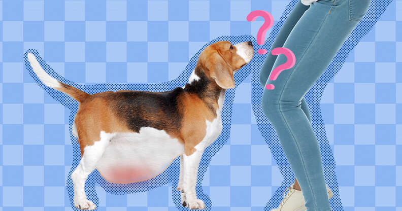 what makes a dog stomach swell