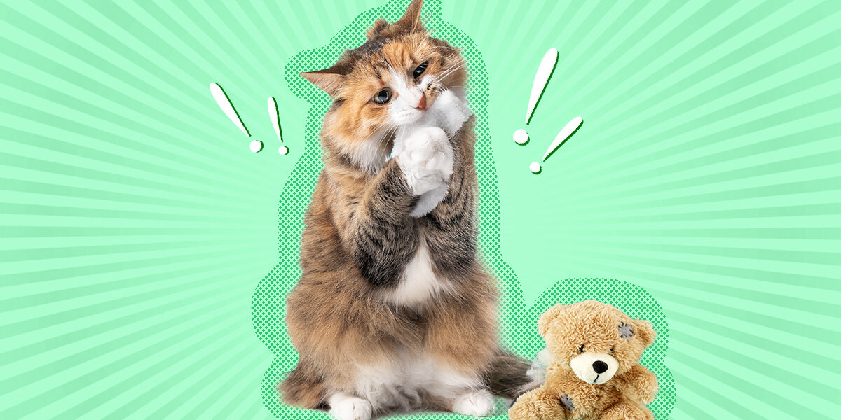What To Do If Your Cat Ate Part Of A Toy - DodoWell - The Dodo