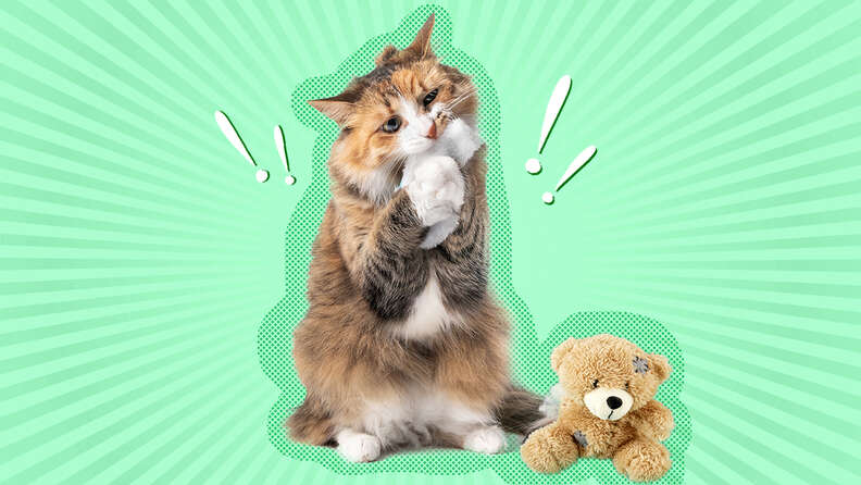 cat eating part of teddy bear