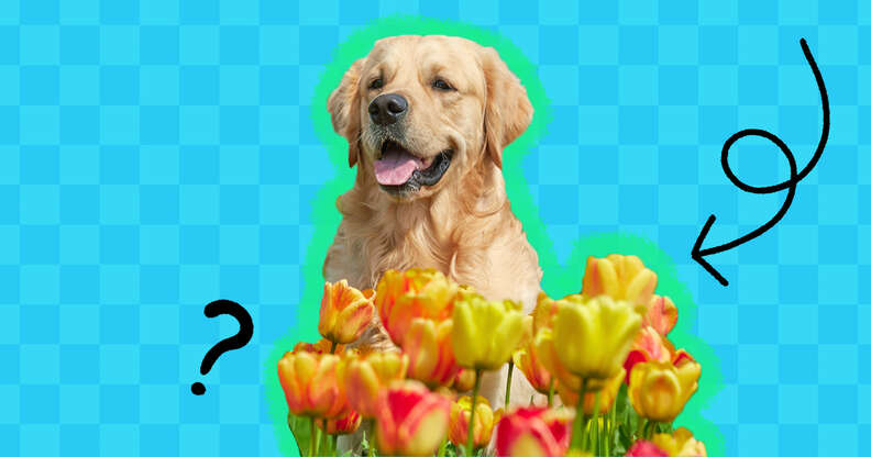 Tulip bulbs cheap and dogs