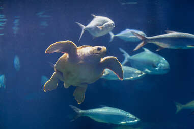 South Carolina Aquarium