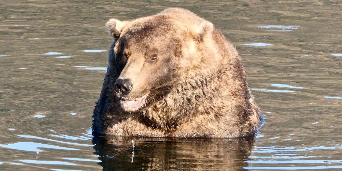 Otis the Bear Crowned Fat Bear Week Champion for the Fourth Year in a